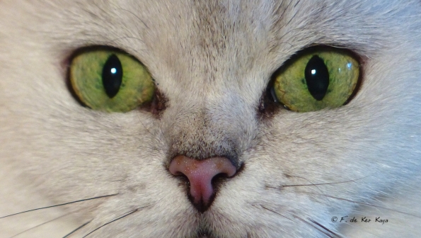 Regardez moi dans les yeux